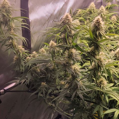 Cookies OG Kloni #2 growlog timeline photo
