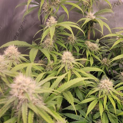 Cookies OG Kloni #2 growlog timeline photo