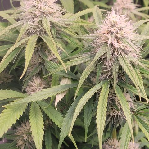 Cookies OG Kloni #2 growlog timeline photo