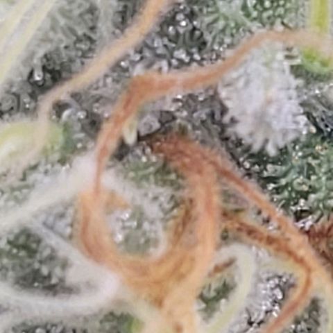 Pearli growlog timeline photo
