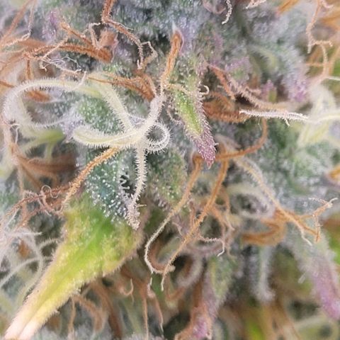 Pearli growlog timeline photo
