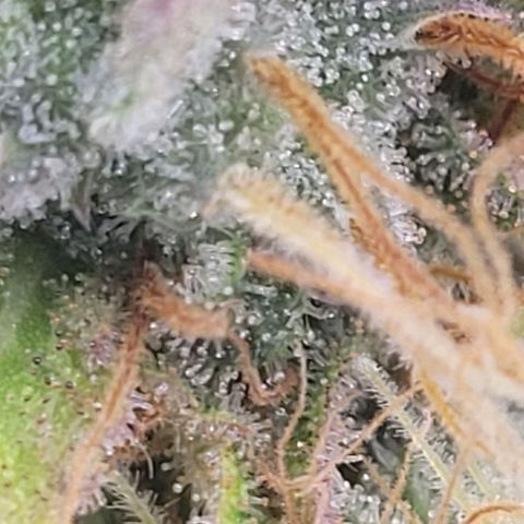 Pearli growlog timeline photo