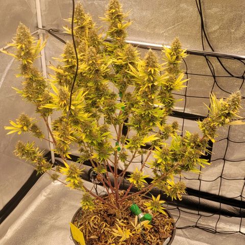 Pearli growlog timeline photo