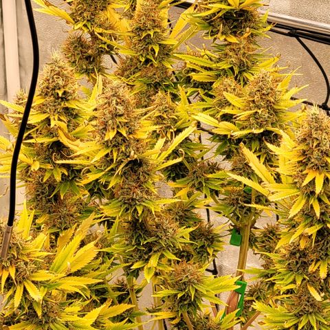 Pearli growlog timeline photo