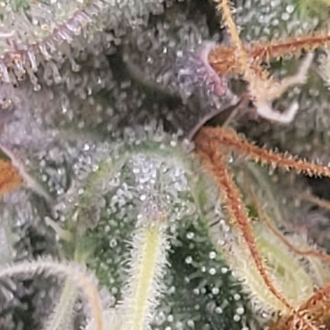 Pearli growlog timeline photo
