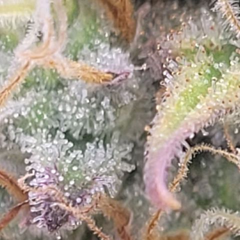 Pearli growlog timeline photo