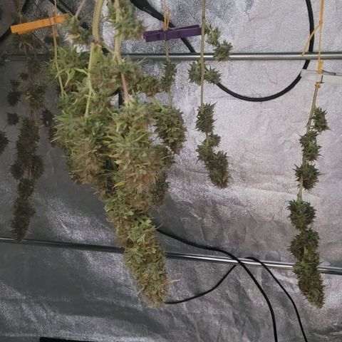 Pearli growlog timeline photo
