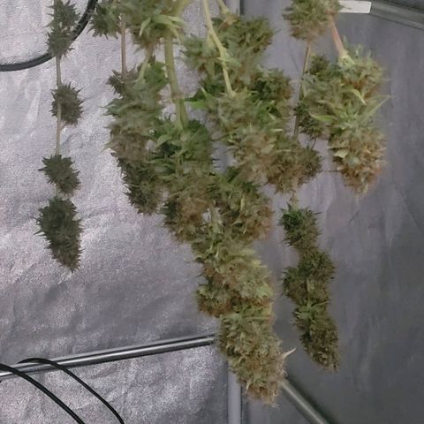 Pearli growlog timeline photo