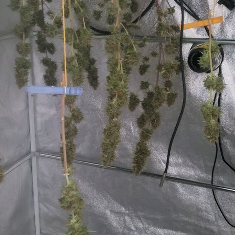 Pearli growlog timeline photo