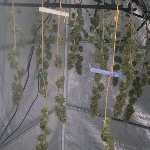 Pearli growlog timeline photo