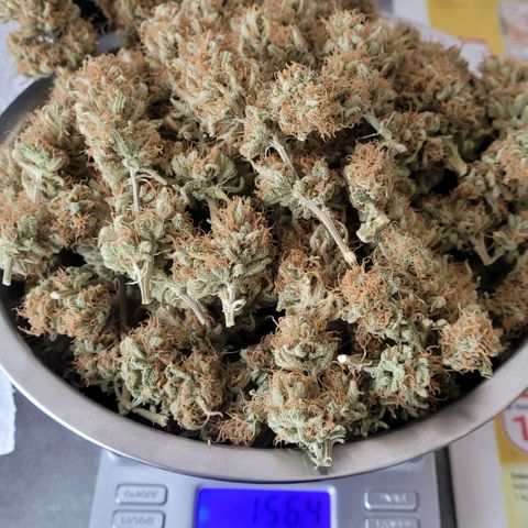 Berry growlog photo: Schale 1 mit ihren wunder schönen getrockneten Blüten.
