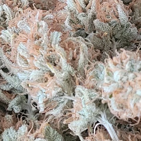 Berry growlog timeline photo