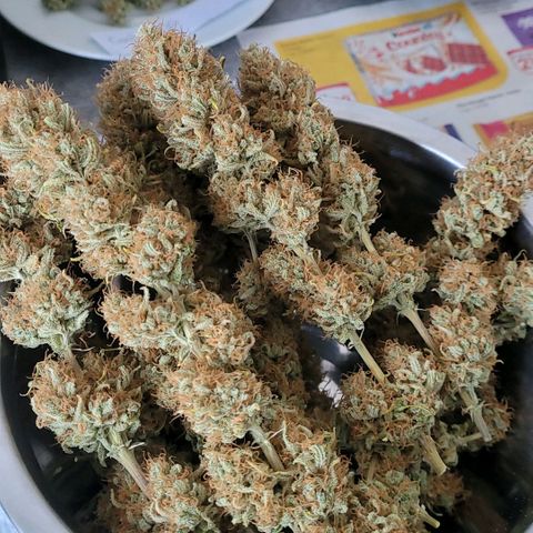 Berry growlog photo: Schale 2 getrocknet , Ausgehärtet fertige Blüten.
Im Hintergrund links Popcorn Buds der Cookies OG u rechts Popcorn Buds der Strawberry 