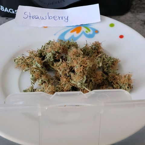 Berry growlog photo: 108.80 gr Blüten.
2,5 gr Popcorn.
12 gr Zuckerblätter Trimm 