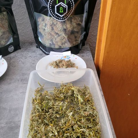 Berry growlog photo: 108.80 gr Blüten.
2,5 gr Popcorn.
12 gr Zuckerblätter Trimm 