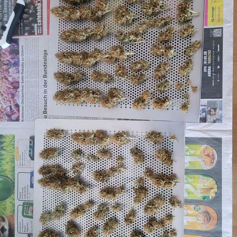 Pearli growlog photo: Nun geht es noch 3 Tage zur weiteren Trocknung in den Cannatrol und zum Curen. Die ersten 2 Lagen !