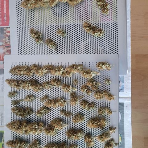 Pearli growlog photo: Lage 3 u 4 ist auch soweit für die Endveredelung