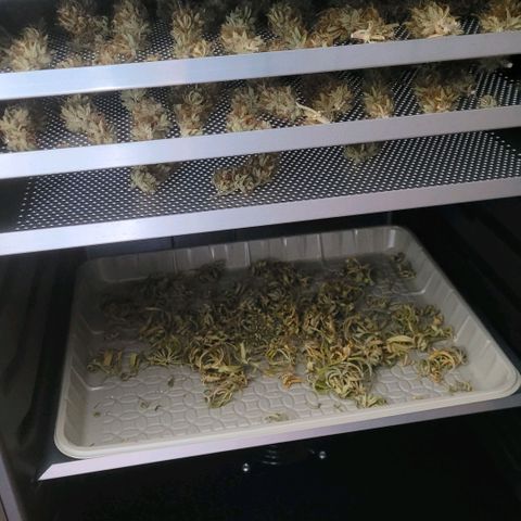 Pearli growlog timeline photo