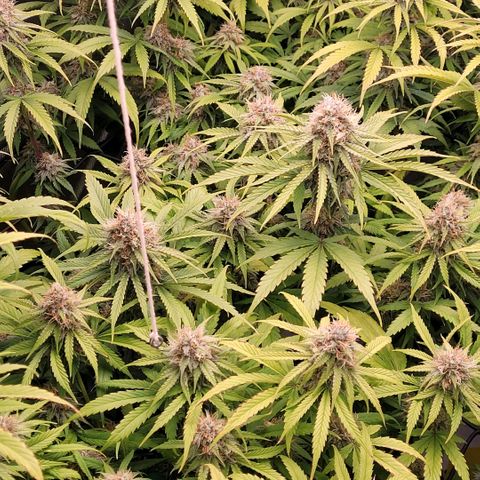 Cookies OG Kloni #2 growlog timeline photo