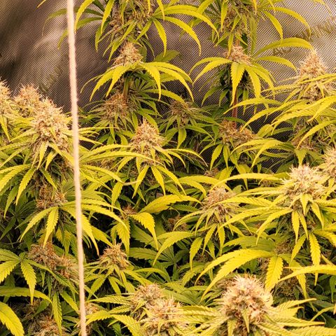 Cookies OG Kloni #2 growlog timeline photo