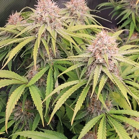 Cookies OG Kloni #2 growlog timeline photo