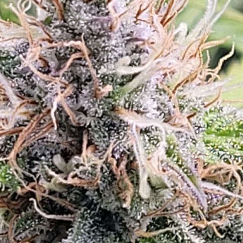 Cookies OG Kloni #2 growlog timeline photo