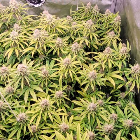 Cookies OG Kloni #1 growlog timeline photo