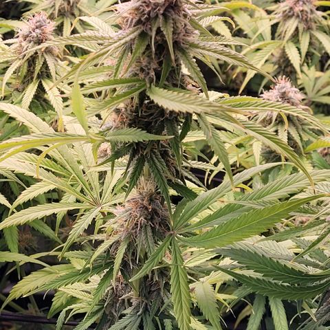 Cookies OG Kloni #1 growlog timeline photo