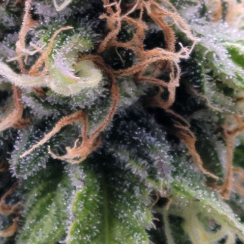 Cookies OG Kloni #1 growlog timeline photo
