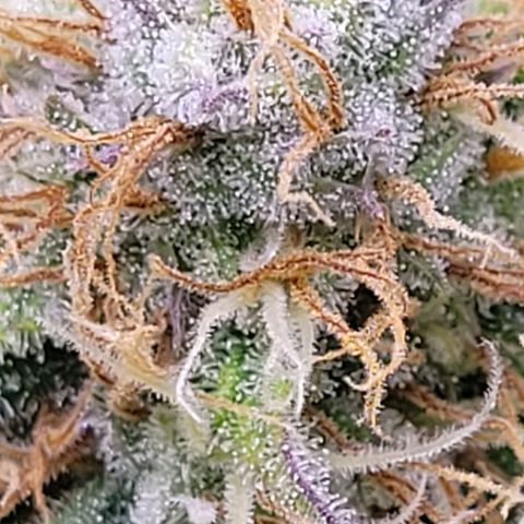 Cookies OG Kloni #1 growlog timeline photo