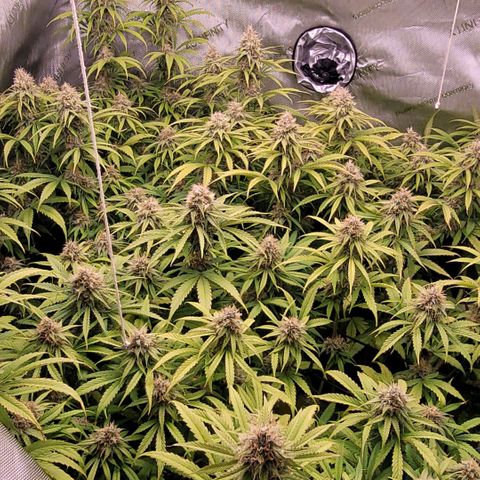 Cookies OG Kloni #1 growlog timeline photo