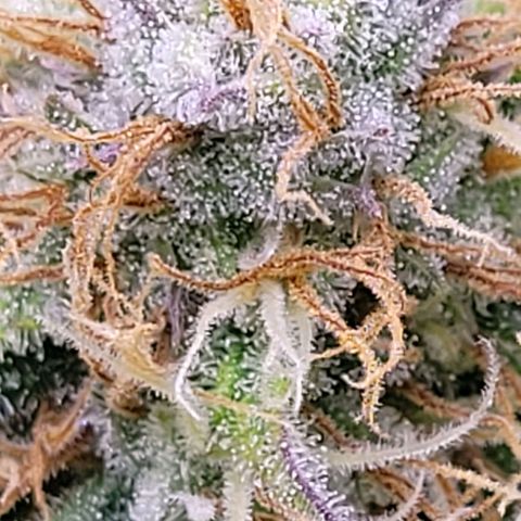 Cookies OG Kloni #1 growlog timeline photo