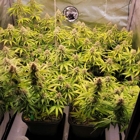 Cookies OG Kloni #1 growlog timeline photo