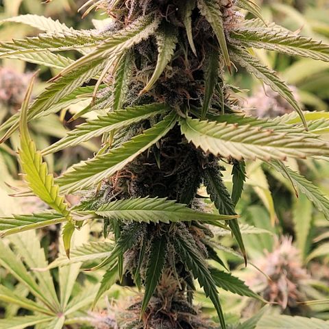 Cookies OG Kloni #1 growlog timeline photo