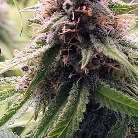 Cookies OG Kloni #1 growlog timeline photo