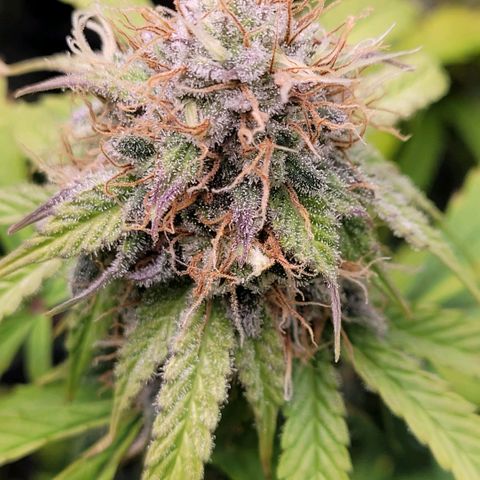 Cookies OG Kloni #1 growlog timeline photo