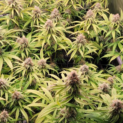 Cookies OG Kloni #1 growlog timeline photo