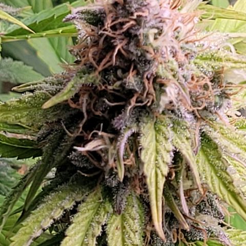 Cookies OG Kloni #2 growlog timeline photo