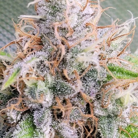 Cookies OG Kloni #2 growlog timeline photo