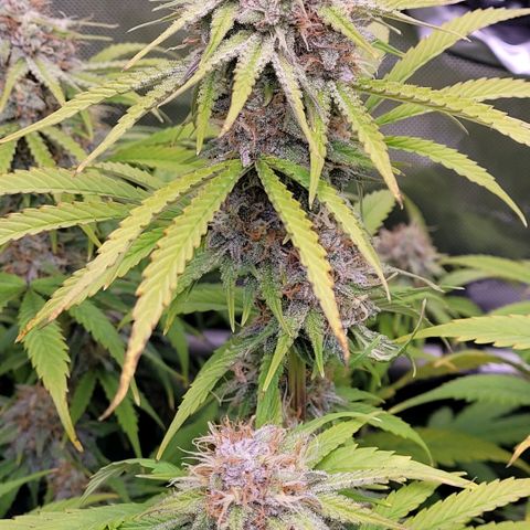 Cookies OG Kloni #2 growlog timeline photo