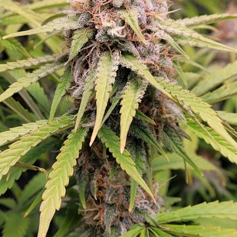 Cookies OG Kloni #2 growlog timeline photo