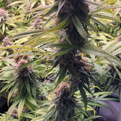 Cookies OG Kloni #2 growlog timeline photo