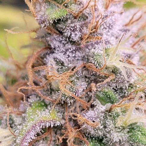 Cookies OG Kloni #2 growlog timeline photo