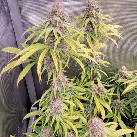 Cookies OG Kloni #2 growlog timeline photo