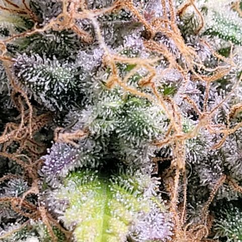 Cookies OG Kloni #2 growlog timeline photo