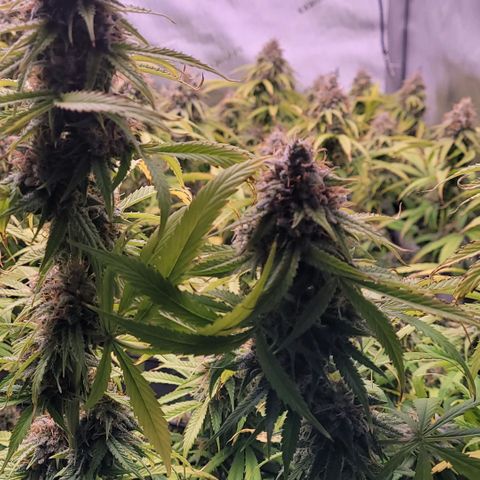 Cookies OG Kloni #1 growlog timeline photo
