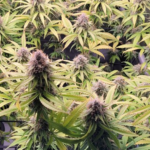 Cookies OG Kloni #1 growlog timeline photo
