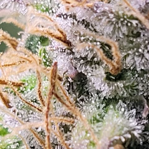 Cookies OG Kloni #1 growlog timeline photo