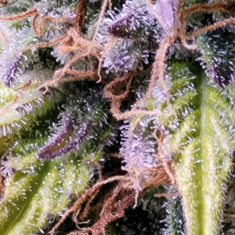 Cookies OG Kloni #1 growlog timeline photo