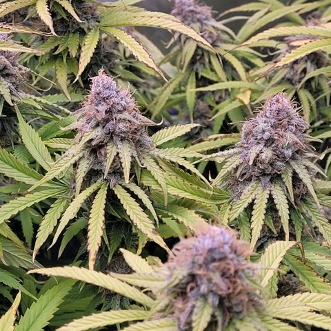 Cookies OG Kloni #1 growlog timeline photo